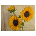 thumbnail image 1 of Great BIG Canvas | Rolled Bob Rouse Poster Print entitled Sunflowers II, 1 of 4