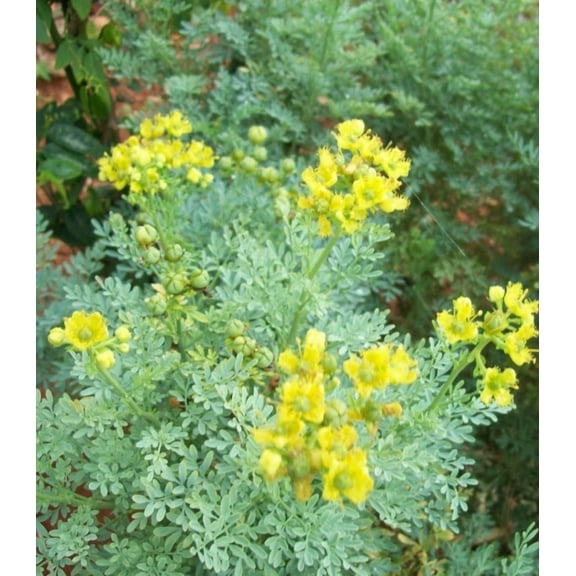 Earthcare Seeds - Rue Herb of Grace 150 Seeds (Ruta Graveolens) Heirloom - Open Pollinated