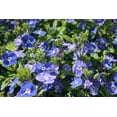 thumbnail image 5 of 25 CREEPING BLUE SPEEDWELL Veronica Repens Groundcover Flower Seeds, 5 of 8