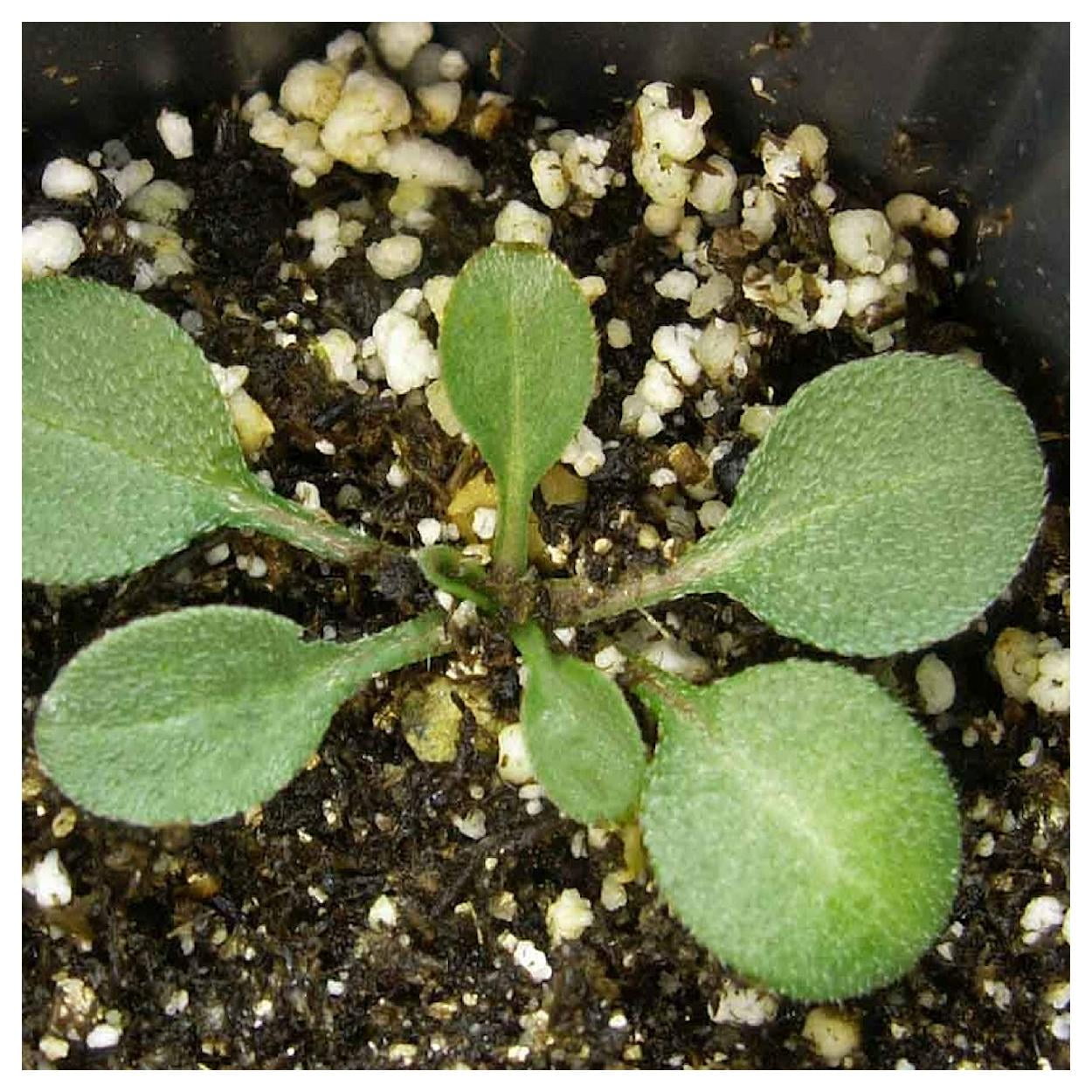 Everwilde Farms - 1 lb Mexican Hat Native Wildflower Seeds - Gold Vault Bulk Seed Packet