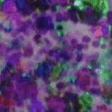 Purple Riptide