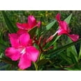 thumbnail image 5 of Oleander Calypso  2 Extra Large 3 Gallon Plants  Nerium Oleander  Hardy Perennial  Vibrant Pink Blooms, 5 of 7