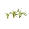 thumbnail image 4 of ragnaroc Live Air Plant - Tillandsia Xerographica Pups, Regular 2-4” - 2 ct - Ideal for Gifts & Presents, Live Indoor Plants & Live House-Plants – Live Plants for Home décor, 4 of 5