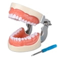 thumbnail image 2 of Dental 32 Teeth Model With Soft Gum Dental Teaching Model Removable Standard Typodont Teeth Model For Dentist Practice Training, 2 of 8