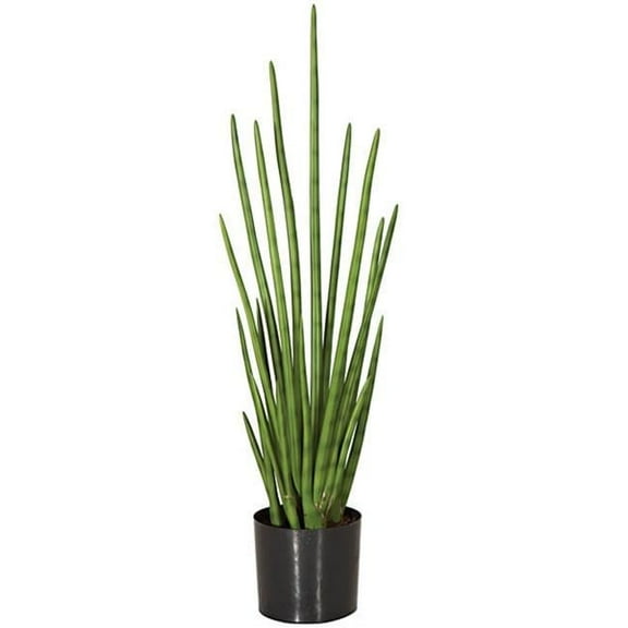 36.5 in. Cylindrica Sansevia, Green