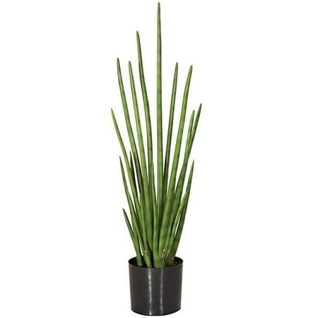 36.5 in. Cylindrica Sansevia, Green