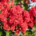 thumbnail image 3 of First Editions Crape Myrtle Ruffled Red Magic Live Shrub in 2-Gallon Grower Pot, 3 of 12