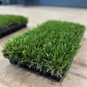 Zoysia Plugs - 100 Full Zoysia Grass Plugs