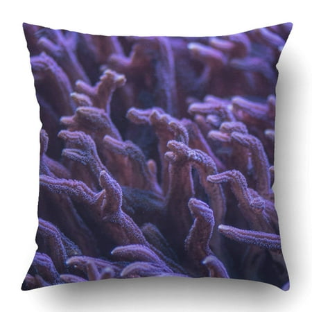 WOPOP Birdnest Sps Corals In Reef Tank With Blue Led Lights Pillowcase Pillow Cushion Cover 20x20