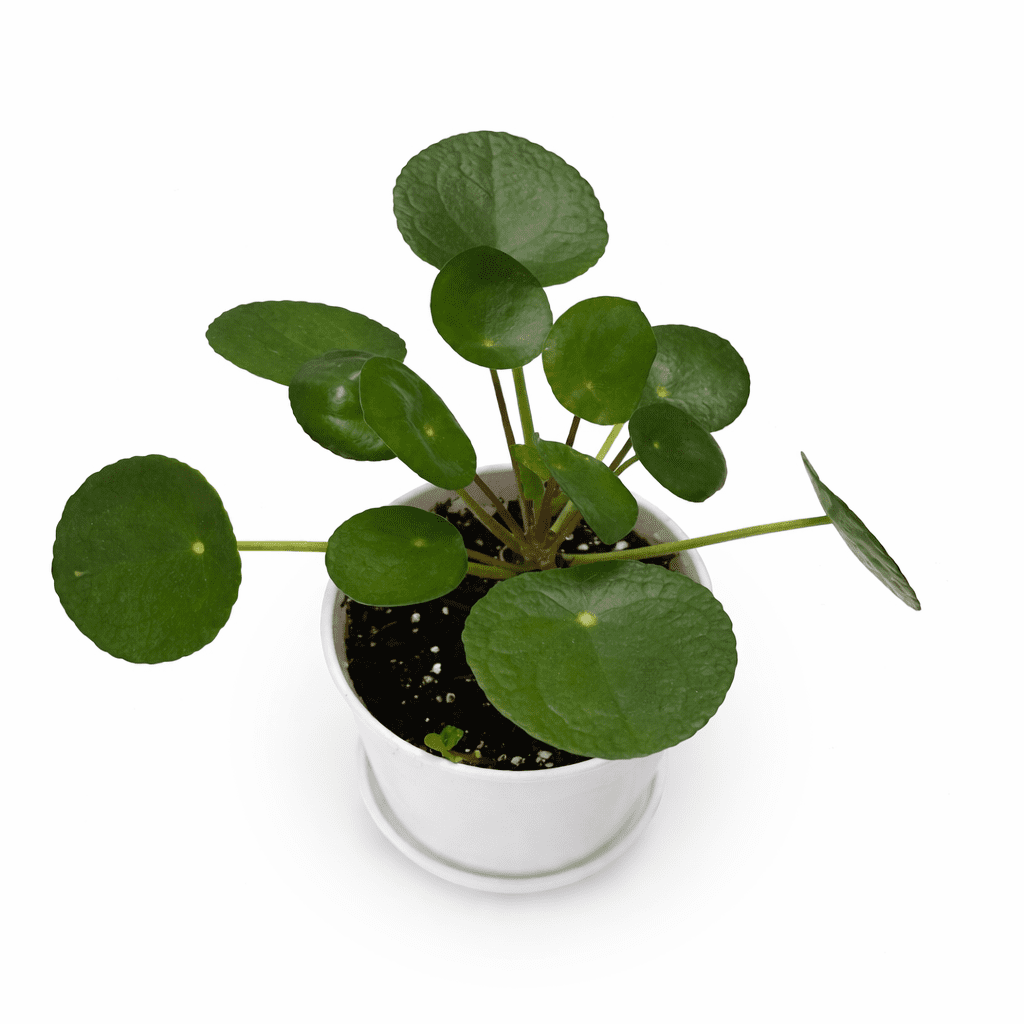 Chinese Money Plant (Pilea Peperomioides) Live Plant in 4” Modern White Decorative Pot with Saucer – Indoor Houseplant Decor