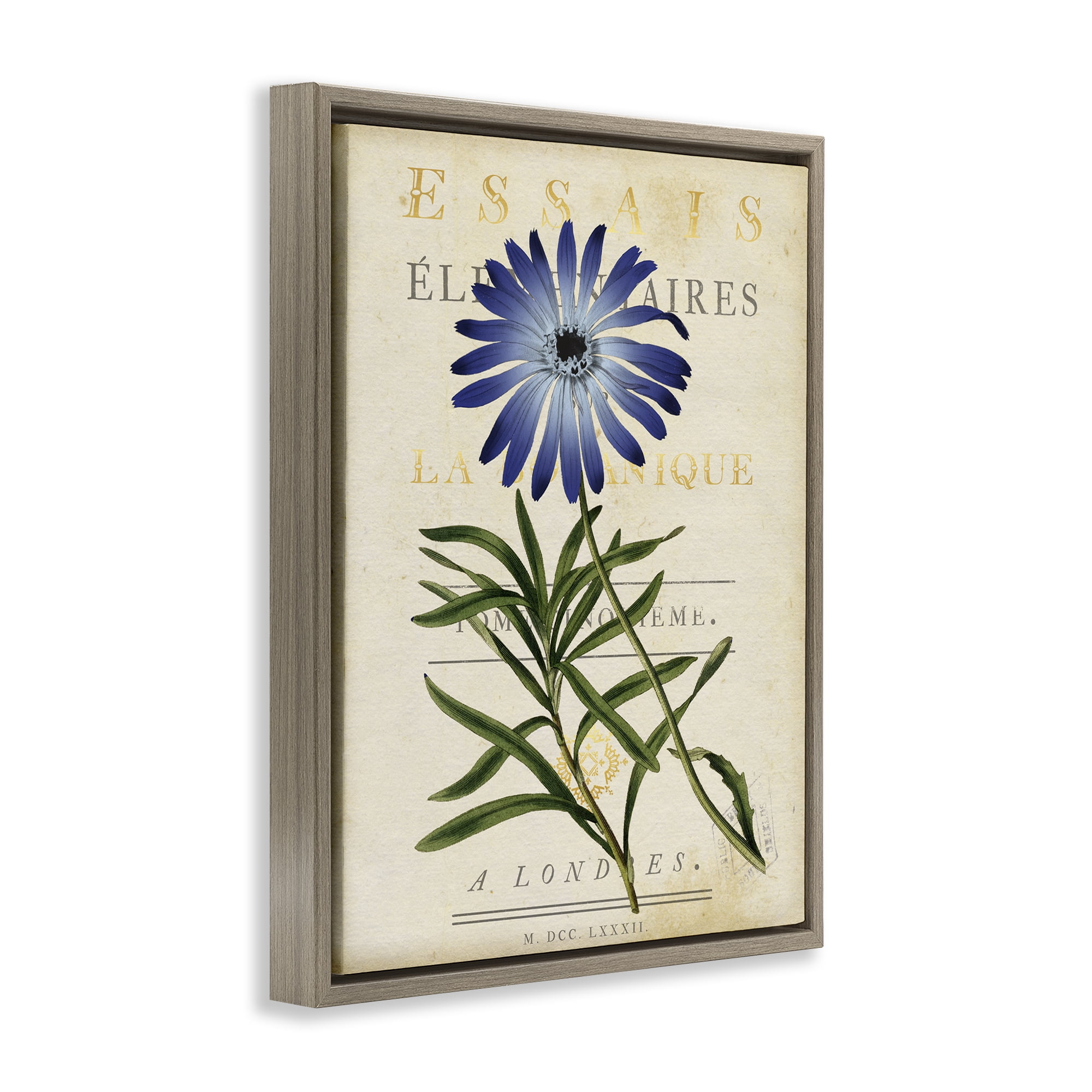 Stupell Industries Natural Botany Daisy Brown Framed Floater Canvas Wall Art, design by Susan Arnot