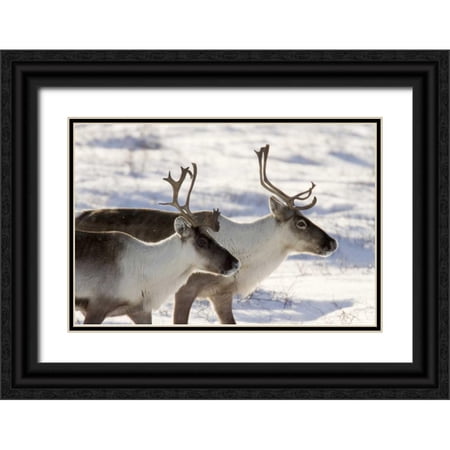 Kaveney, Wendy 32x23 Black Ornate Wood Framed with Double Matting Museum Art Print Titled - Canada, Manitoba, Hudson Bay Two caribou