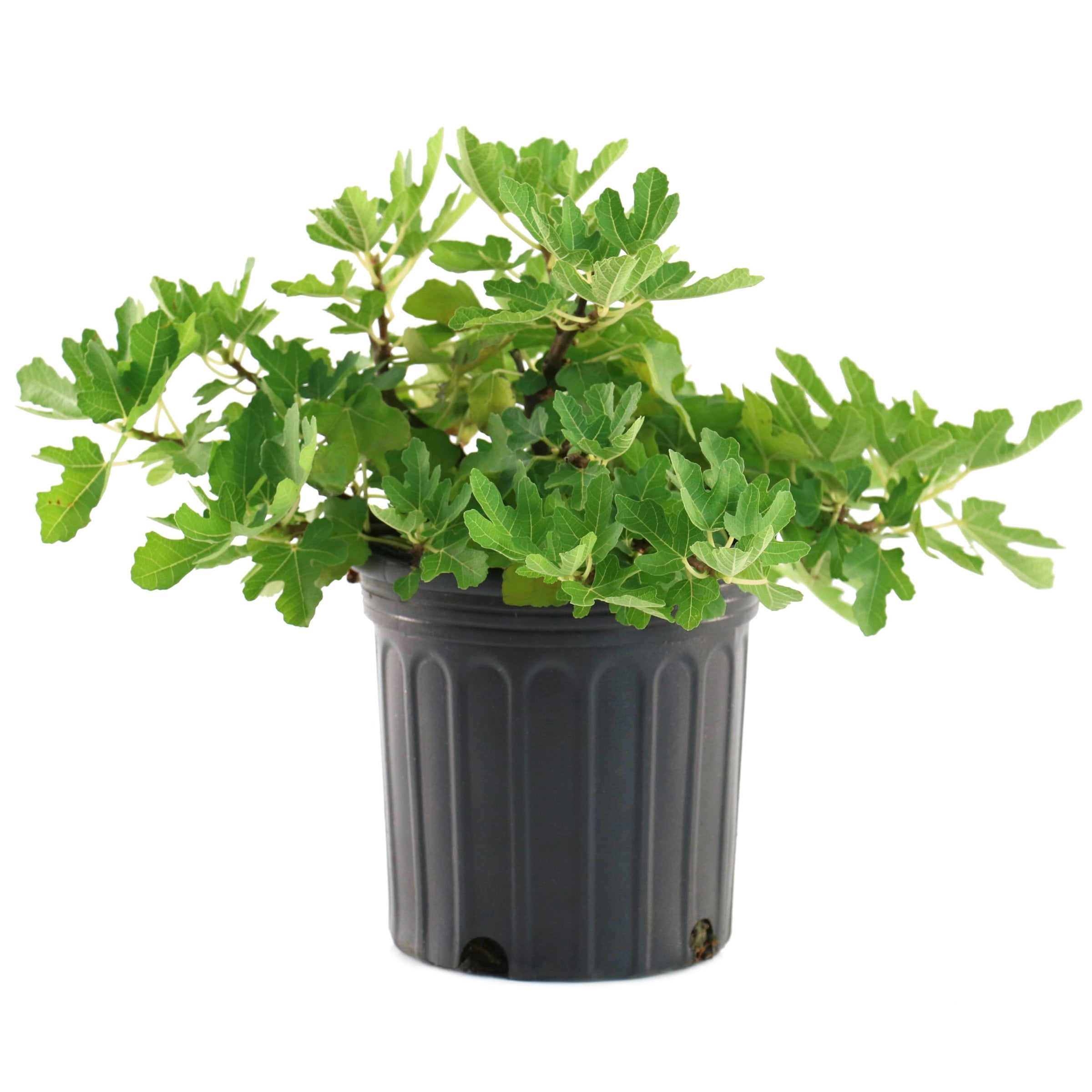 1 gal. Fig Black Mission Live Perennial with Full Sunlight