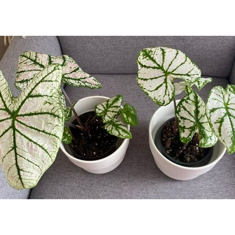 Blue Buddha Farm White Christmas Caladium 2 bulbs Easy to