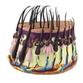 thumbnail image 1 of Simulation Model Anatomical Model Tissue Structure Model with Hair for, 1 of 8