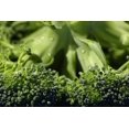 thumbnail image 4 of Calabrese Broccoli Seeds/ Annual/ Full Sun/ 9K Seeds 1 oz/Zellajake Farm and Garden - B16, 4 of 5