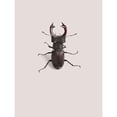 thumbnail image 3 of Incado 19x24 Black Modern Framed Museum Art Print Titled - Lucanus cervus, 3 of 5