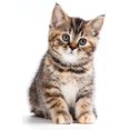 thumbnail image 1 of Autocollant Sticker Voiture Moto Animal Animaux Bebe Chat Chaton Tigre Enfant, 1 of 1