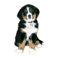 thumbnail image 2 of CafePress - Bernese MD Puppy Mug - 11 oz Ceramic Mug - Novelty Coffee Tea Cup, 2 of 4