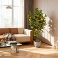 thumbnail image 5 of Huisuilinss Artificial Lemon Tree,Fake Lemon Tree,Faux Lemon Plant,Faux Lemons Citrus Tree In Pot,Yellow Fake Lemon Fruit Silk Tree For Home Office Kitchen Decor Party Wedding Christmas,2 Pack 4FT, 5 of 8