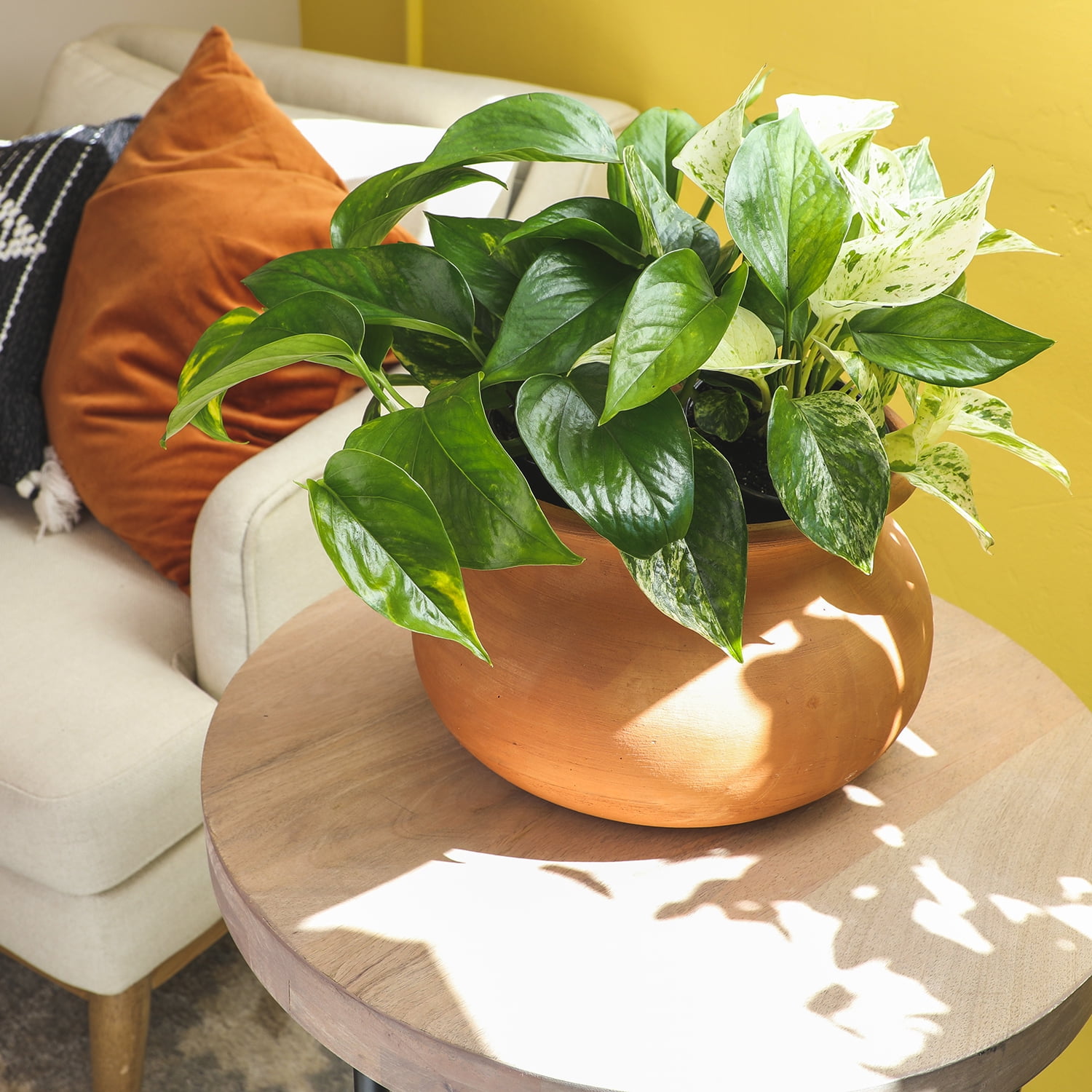 Element Live Pothos Houseplants, Easy Care Plant Variety Pack, 4.25in Pots, Indirect Sun