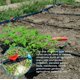 thumbnail image 5 of 20 Piezas Válvula de Interruptor de Goteo Manguera de Riego de PE Bloqueo de 16 Mm Conector de Válvula de Conexión de Púas Válvula de Manguera de Púas Jardín - Detener/Abrir Flujo de Agua, 5 of 5