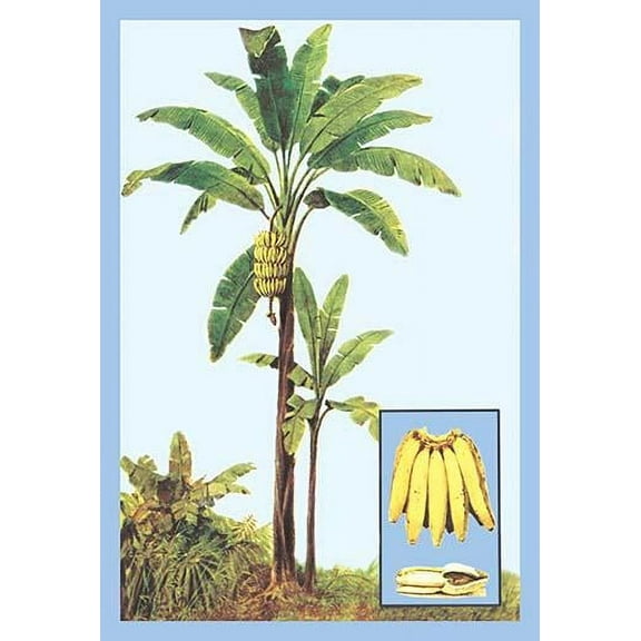 Banana-Fine Art Canvas Print (20" x 30")