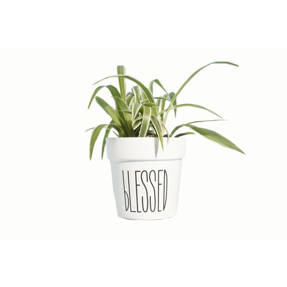 Bonnie Spider Plant in 4" Ceramic "Blessed" planter