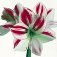 thumbnail image 3 of Andrew, Stephanie 20x20 Black Modern Framed Museum Art Print Titled - Amaryllis, 3 of 5