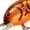 Brown Crawdad Orange Belly, variant on Bandit Series 100 Crankbait 2" Pearl Red Eyes 1/4 oz.