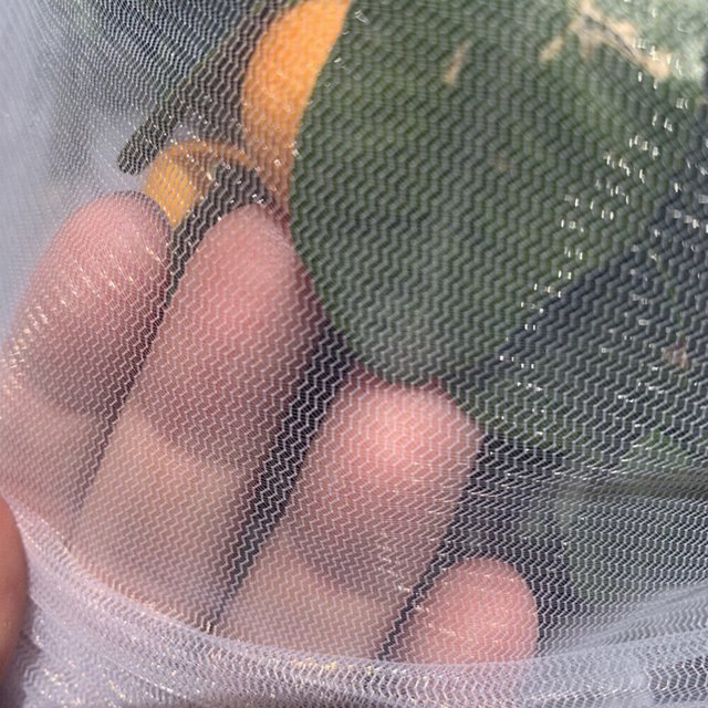 Cubierta Transparente Antipájaros para Árboles Frutales Bonsái Frutas Y Verduras (100 Cm)