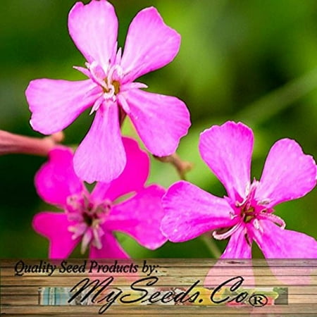 Pretty Flower Bed - 4 Packs x 15000 Catchfly - None So Pretty Seed - Silene armeria Flower Seeds - FULL SUN OR PART SHADE - Brilliant Magenta Blooms - By MySeeds.Co