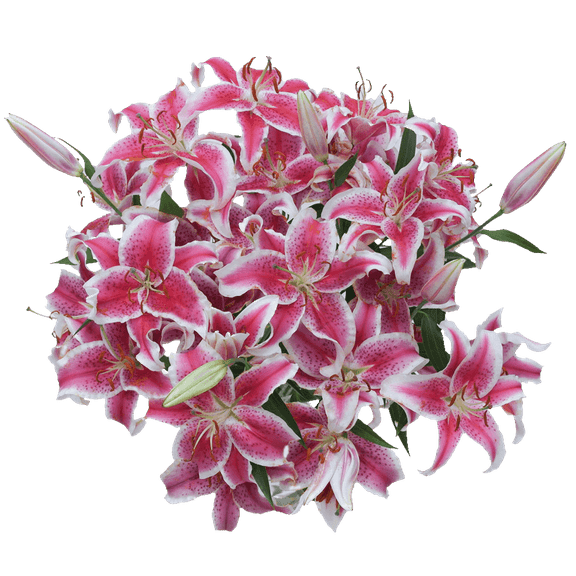 20 Stems of Stargazer Oriental Lilies- Beautiful Fresh Cut Flowers- Express Delivery