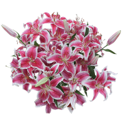 20 Stems of Stargazer Oriental Lilies- Beautiful Fresh Cut Flowers- Express Delivery