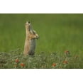 thumbnail image 2 of Illg, Cathy and Gordon 24x17 White Modern Wood Framed Museum Art Print Titled - SD, Custer SP black-tailed prairie dog calling, 2 of 4