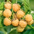 thumbnail image 2 of Set 4 Raspberry Plants Live 5 To 8 Inch Tall, Raspberry Bush Live Plants, Sweet Raspberries Fruit Seedlings (Fall Gold Raspberry), 2 of 6