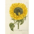 thumbnail image 3 of Weinmann, Johann Wilhem 11x14 Black Modern Framed Museum Art Print Titled - Sun Flower, 3 of 5