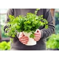 thumbnail image 5 of 25 Organic DWARF LEMON CILANTRO Coriander Spice Coriandrum Sativum Fragrant Herb Seeds, 5 of 7