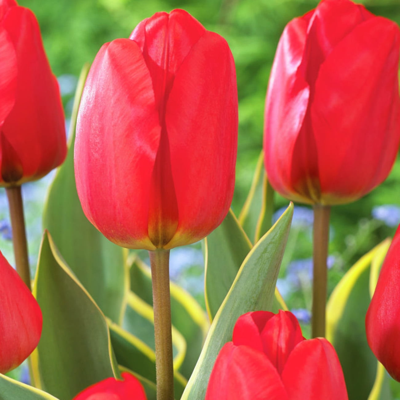 Van Zyverden Tulips Voyager Set of 12 Bulbs Red Part Sun