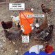 thumbnail image 5 of Comederos Automáticos CHAO Juego De 5 Para Pollos Y Patos A Prueba De Lluvia Cubo De Alimentación Por Gravedad Diy, 5 of 5