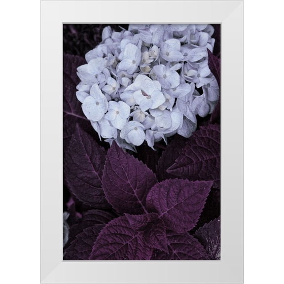 Sommers, Mindy 11x14 White Modern Wood Framed Museum Art Print Titled - Impossible Hydrangea