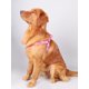 thumbnail image 2 of A Colorful Bone Tripod Pet Dog Harness For Indoor And Outdoor Use, 2 of 5