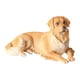thumbnail image 3 of Figurita de perro realista para niños, juguete cognitivo, modelo de decoración, ornamento, mano de obra fina, Mini escultura de perro, modelo de perro perro perdiguero de oro, 3 of 8