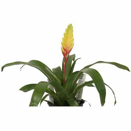 Delray Plants Bromeliad Vriesea Yellow in 4