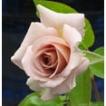 thumbnail image 2 of 30 Rare Seeds| Hybrid Tea Spiced Coffee Rose Bush Flower Seeds#1118| BUY 4 GET 1 FREE|, 2 of 3