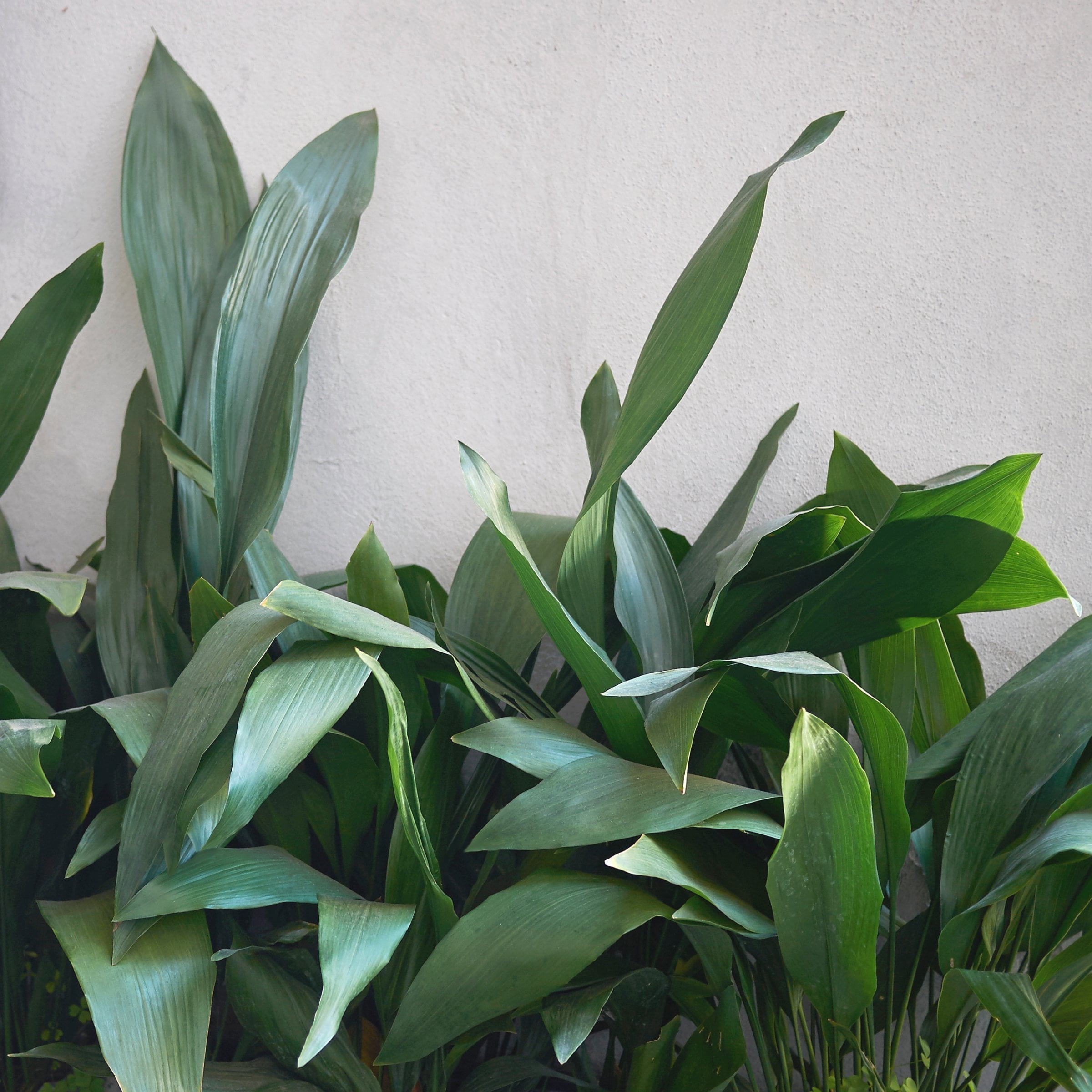 National Plant Network Aspadistra Cast Iron Live Plant in a 1 Gallon Grower Container
