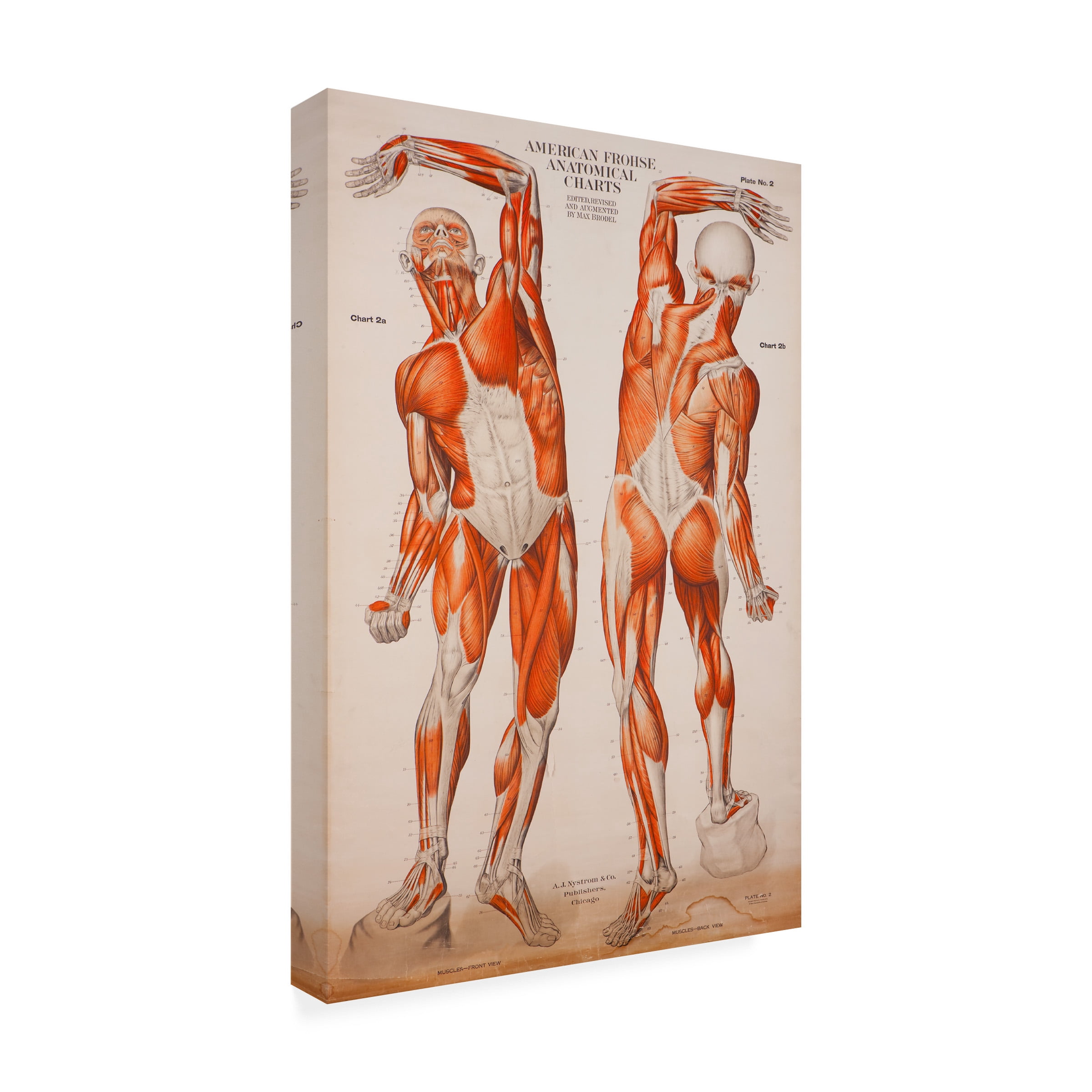 Print Collection 'American Frohse Anatomical Wallcharts Plate 2' Canvas Art