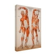 thumbnail image 4 of Print Collection 'American Frohse Anatomical Wallcharts Plate 2' Canvas Art, 4 of 4