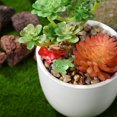thumbnail image 3 of Miangastore 60pcs Mini Lizard Figurines Luminous Reptile Miniatures Tiny Resin Lizard Decorations Mini Resin Animals, 3 of 8