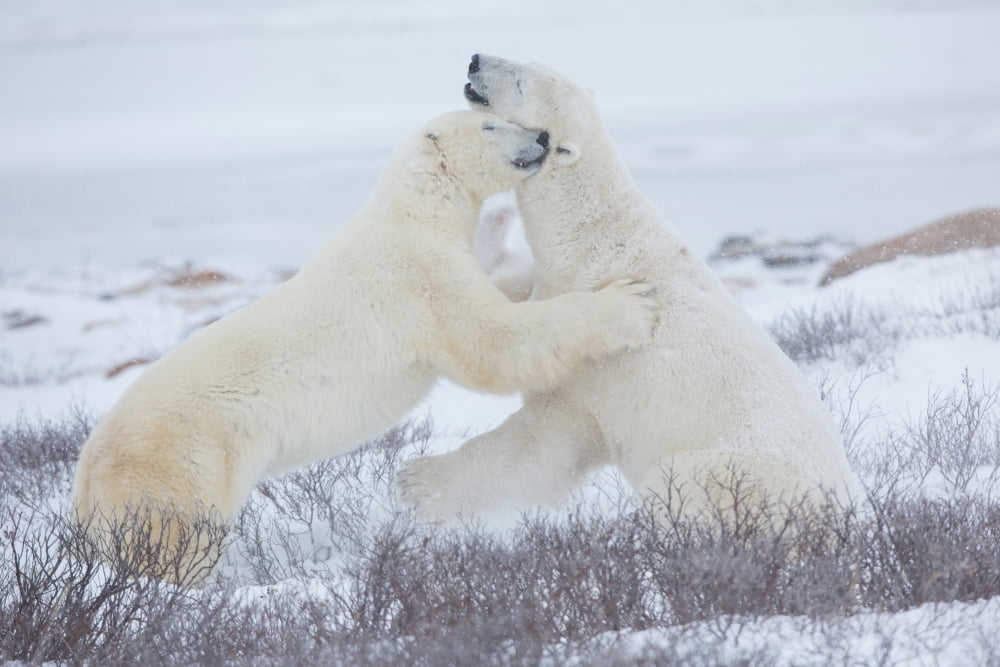 Polar Bears sparring in snow Churchill Wildlife Management Area